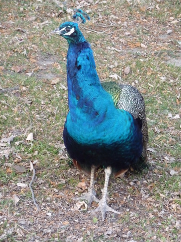 peacock London, Ontario Canada