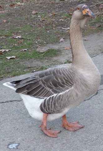 goose London, Ontario Canada
