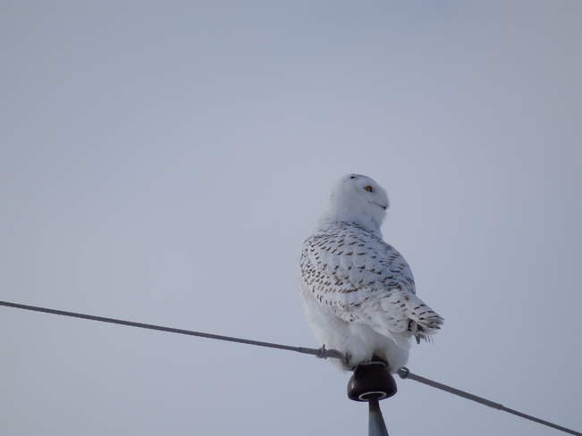 Snowy Owl Finch, Ontario Canada