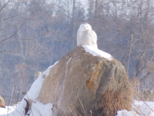 Snowy Owl Finch, Ontario Canada