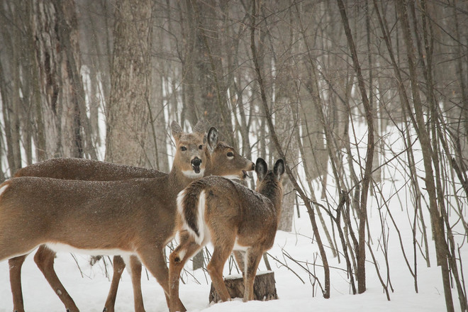 Deer Family Feast Kingston, Ontario Canada