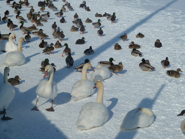 Swans and Ducks at Lakeview Marina Windsor, Ontario Canada