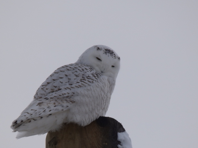 Snowy Owl Chesterville, Ontario Canada
