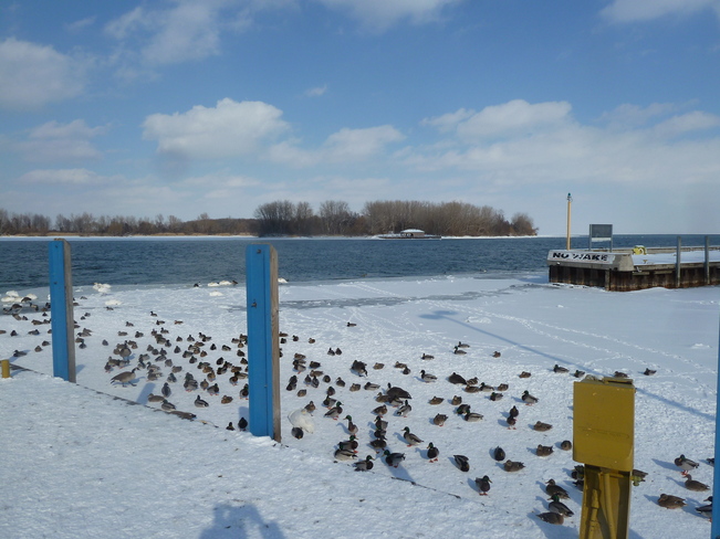 Swans and Geese near Peche Island Windsor, Ontario Canada