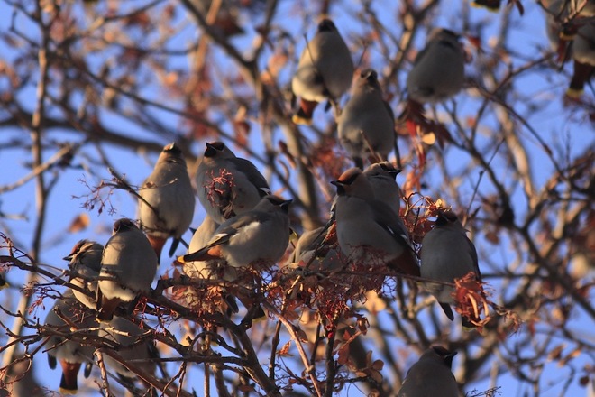 Waxwings in Freezing Weather 