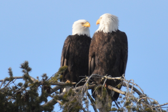 A Pair Of Bald Eagles Delta, British Columbia Canada