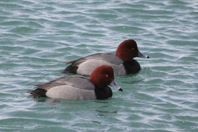 A pair of Redheads! Whitby, Ontario Canada