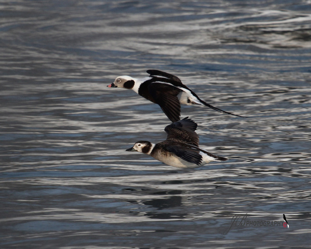 Pair of Long-tailed Duck Port Colborne, Ontario Canada