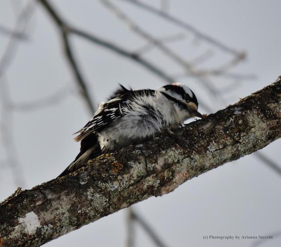 Downy woodpecker Mallorytown, Ontario Canada