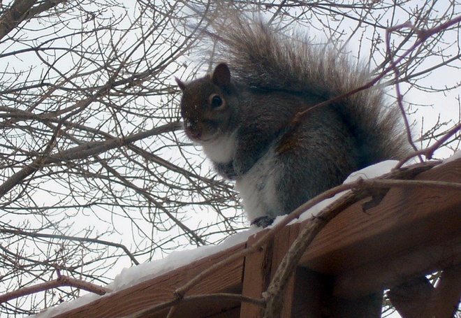 Grey Squirrel on Railing Kingston, Ontario Canada