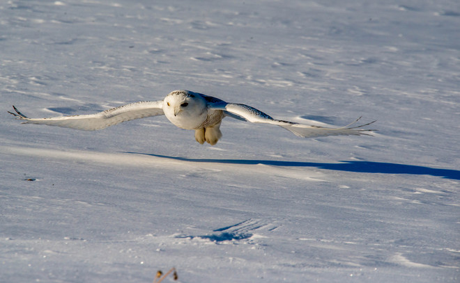 Snowy Owl Burlington, Ontario Canada