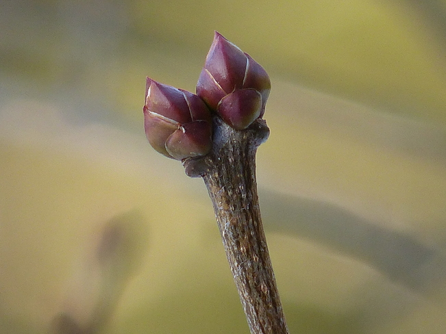 early lilac buds Grand Forks, British Columbia Canada