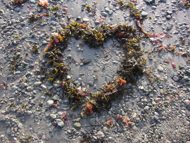 Seaweed Heart 