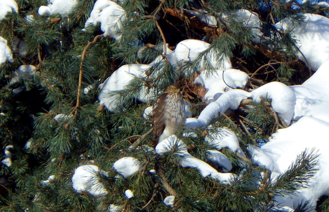 Cooper hawk hunting Cobourg, Ontario Canada