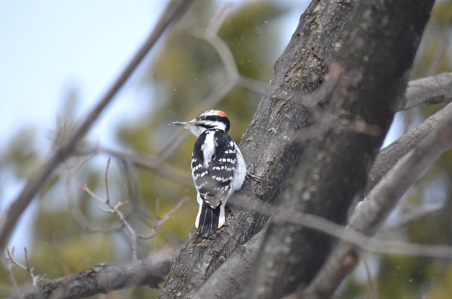 Hairy Woodpecker Oakville, Ontario Canada