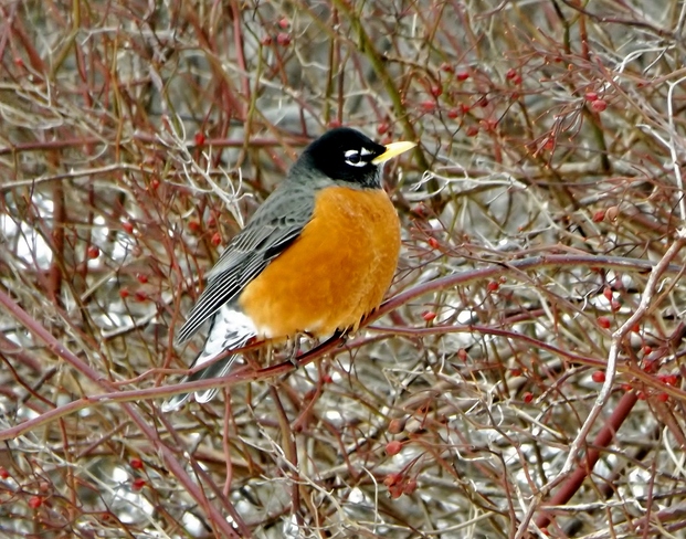 Robins are back! Kentville, Nova Scotia Canada