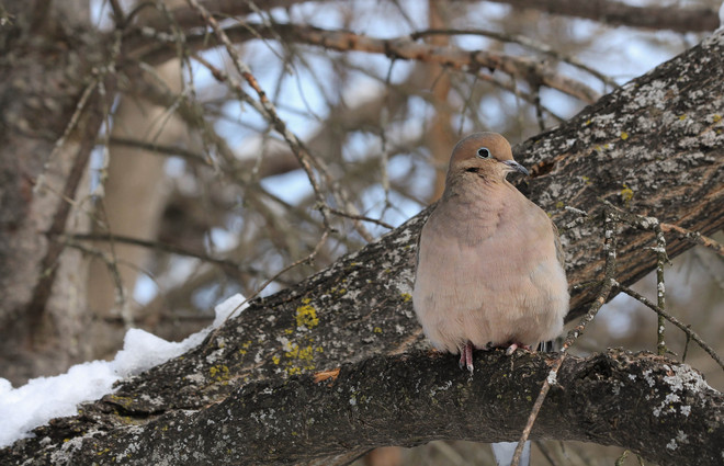 Mourning Dove in Tree 