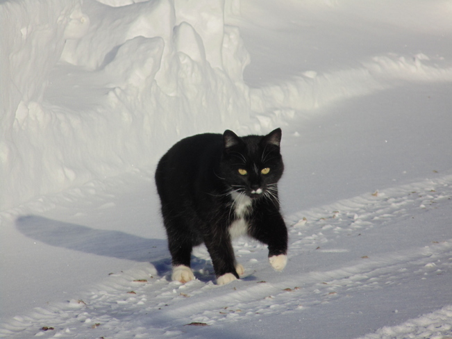 On the prowl Rothesay, New Brunswick Canada