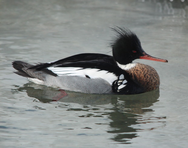 Red Breasted Merganser Whitby, Ontario Canada