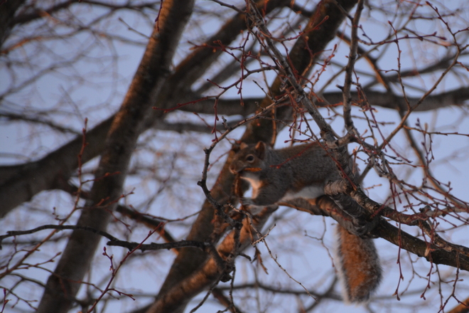 One more picture and I take those branches off! St. Catharines, Ontario Canada