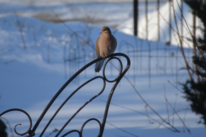 Nicely perched Mourning Dove! St. Catharines, Ontario Canada