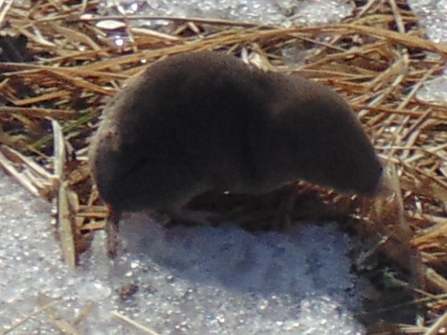 It's a mole Port Colborne, Ontario Canada