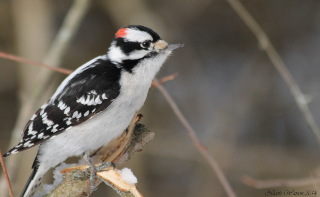 Male Downy Woodpecker Kingston, Ontario Canada