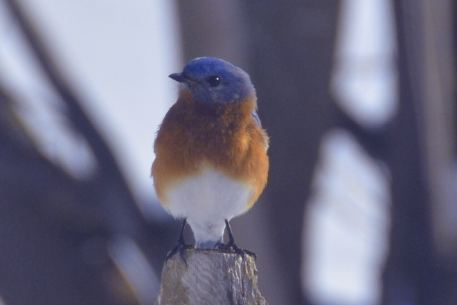 Bluebird Delhi, Ontario Canada