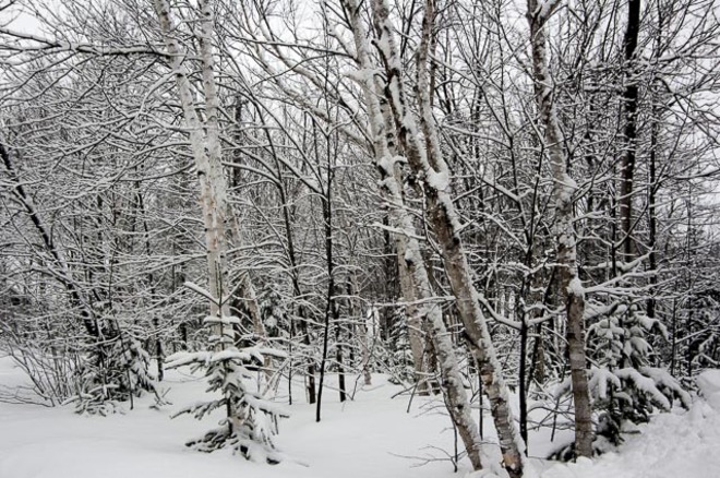 Snow day again.... Alberton, Prince Edward Island Canada