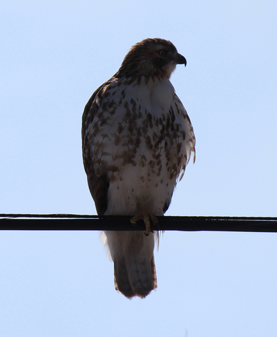 Bird on a Wire. Welland, Ontario Canada