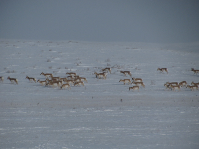 Antelope along Hwy 1 Maple Creek, Saskatchewan Canada