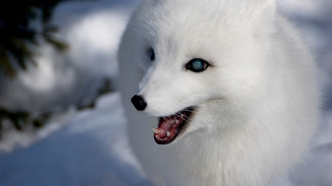 Arctic fox enjoyed break in weather Sainte-Anne-de-Bellevue, Quebec Canada