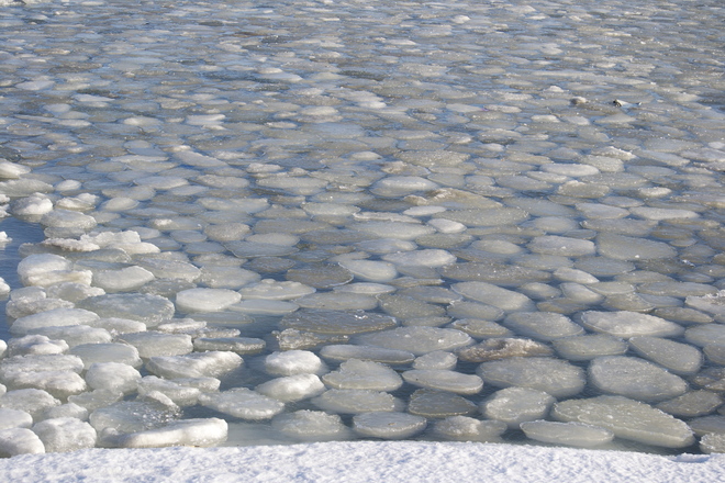 Ice Lille Pads Etobicoke, Ontario Canada
