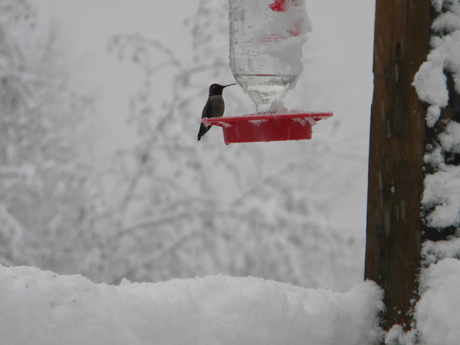 Hummingbird in snow Nanaimo, British Columbia Canada