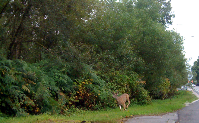 Deer power Surrey, British Columbia Canada