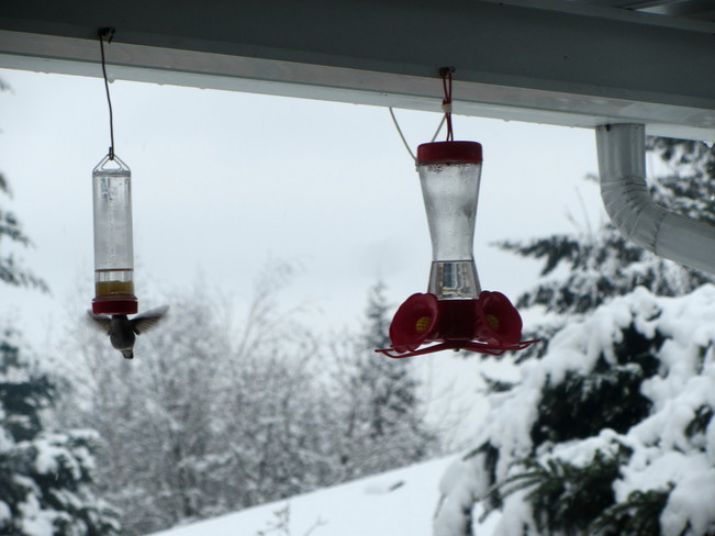 Hummingbird in the snow Courtenay, British Columbia Canada