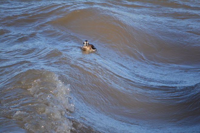 Long Tailed Duck going for the ride! St. Catharines, Ontario Canada