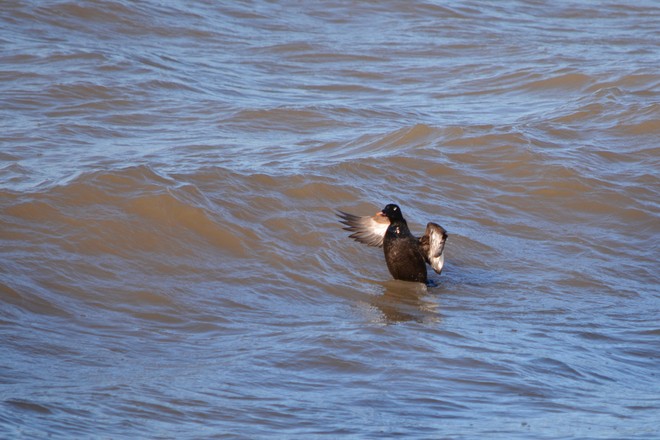 Male White Winged Scoter! St. Catharines, Ontario Canada