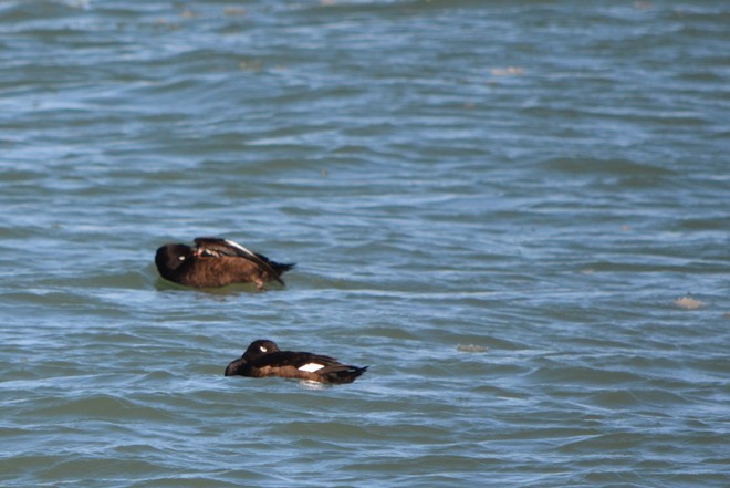Grooming Male White-Winged Scoter St. Catharines, Ontario Canada
