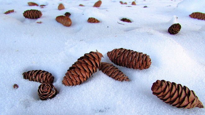Fallen pine cones North Bay, Ontario Canada