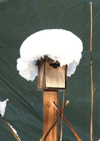 Bird house with wig. 