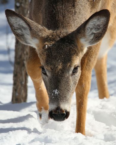 White-tailed Deer Kingston, Ontario Canada