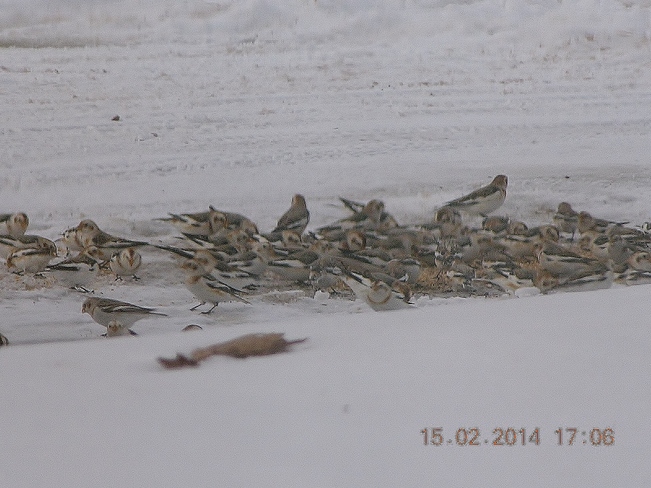 Moms snow birds having lunch Salisbury, New Brunswick Canada