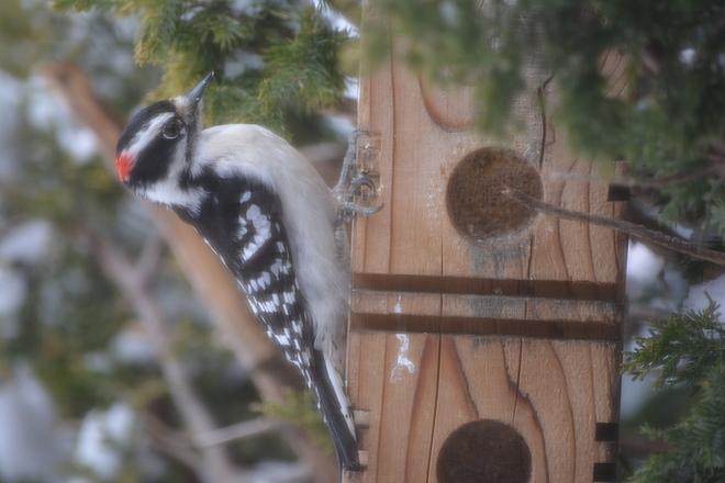 Male Hairy Woodpecker! St. Catharines, Ontario Canada