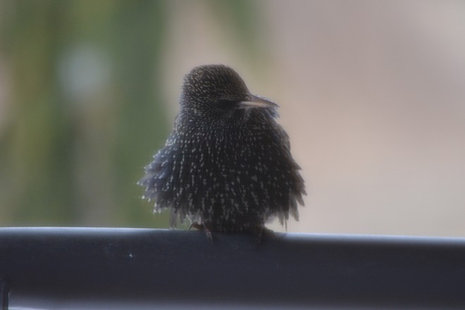 Little Starling! St. Catharines, Ontario Canada