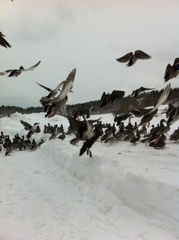 Winter Ducks Saint John, New Brunswick Canada