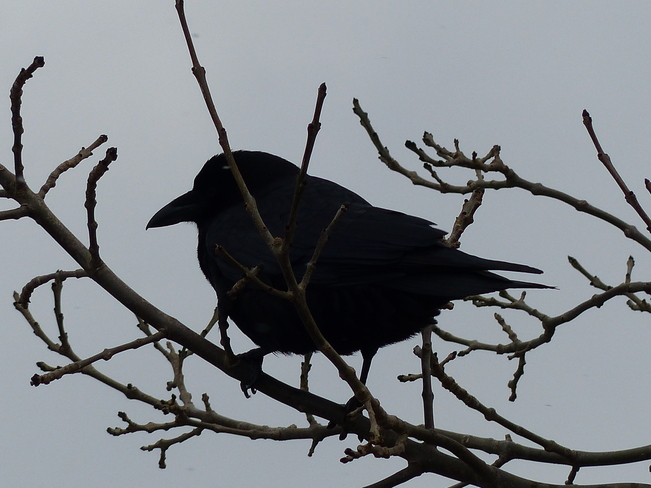 Crow Shelburne, Nova Scotia Canada