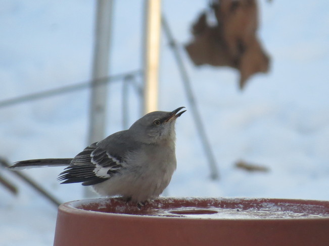 Northern Mockingbird Oshawa, Ontario Canada