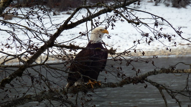 Eagle concermed Terrace, British Columbia Canada