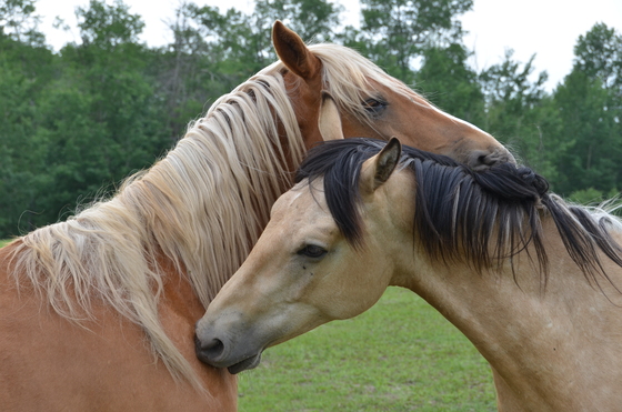 Horse Friendship